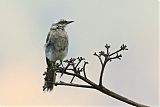 Long-tailed Mockingbird